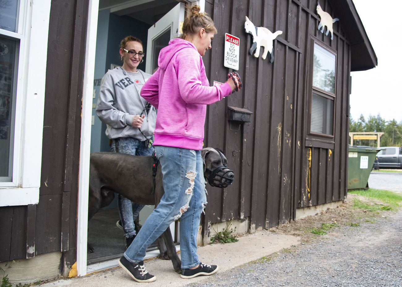Crew to prepare skittish Great Dane for new home